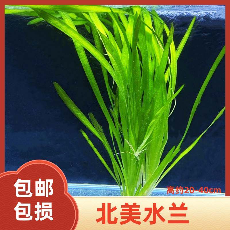 速发真水草大水兰小水兰扭兰龙舌兰赖养前后景新手鱼缸造景水韭菜