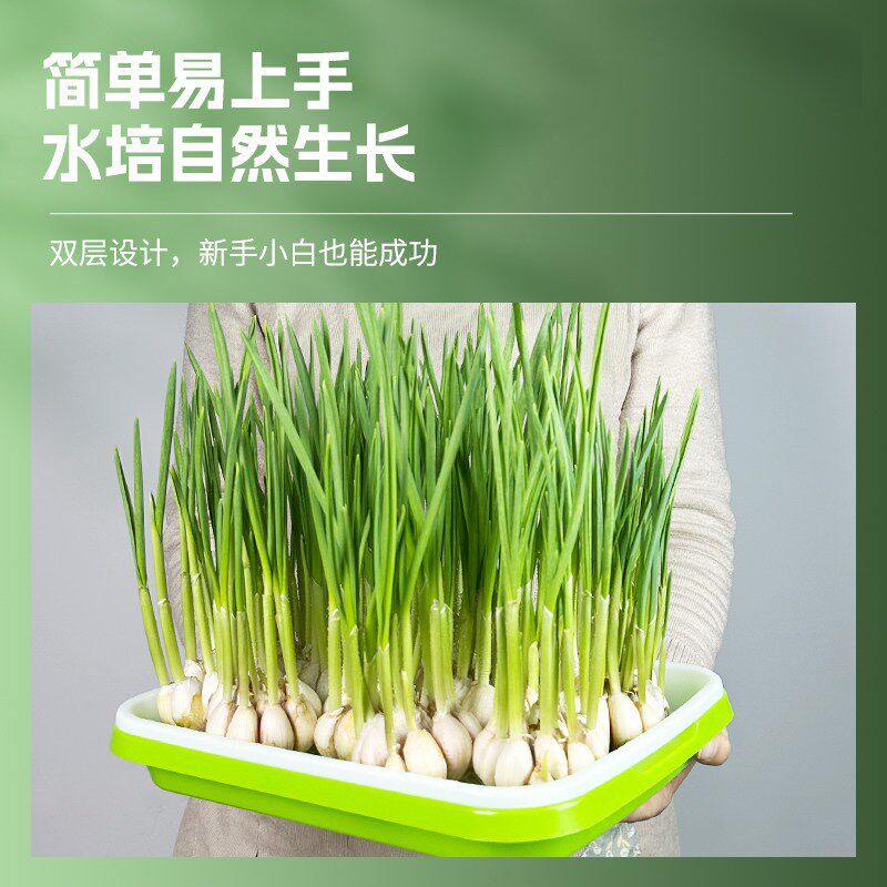 速发蒜苗种植盆蒜黄专用育苗托盘芽苗菜豌豆苗发豆芽种蒜神器水培
