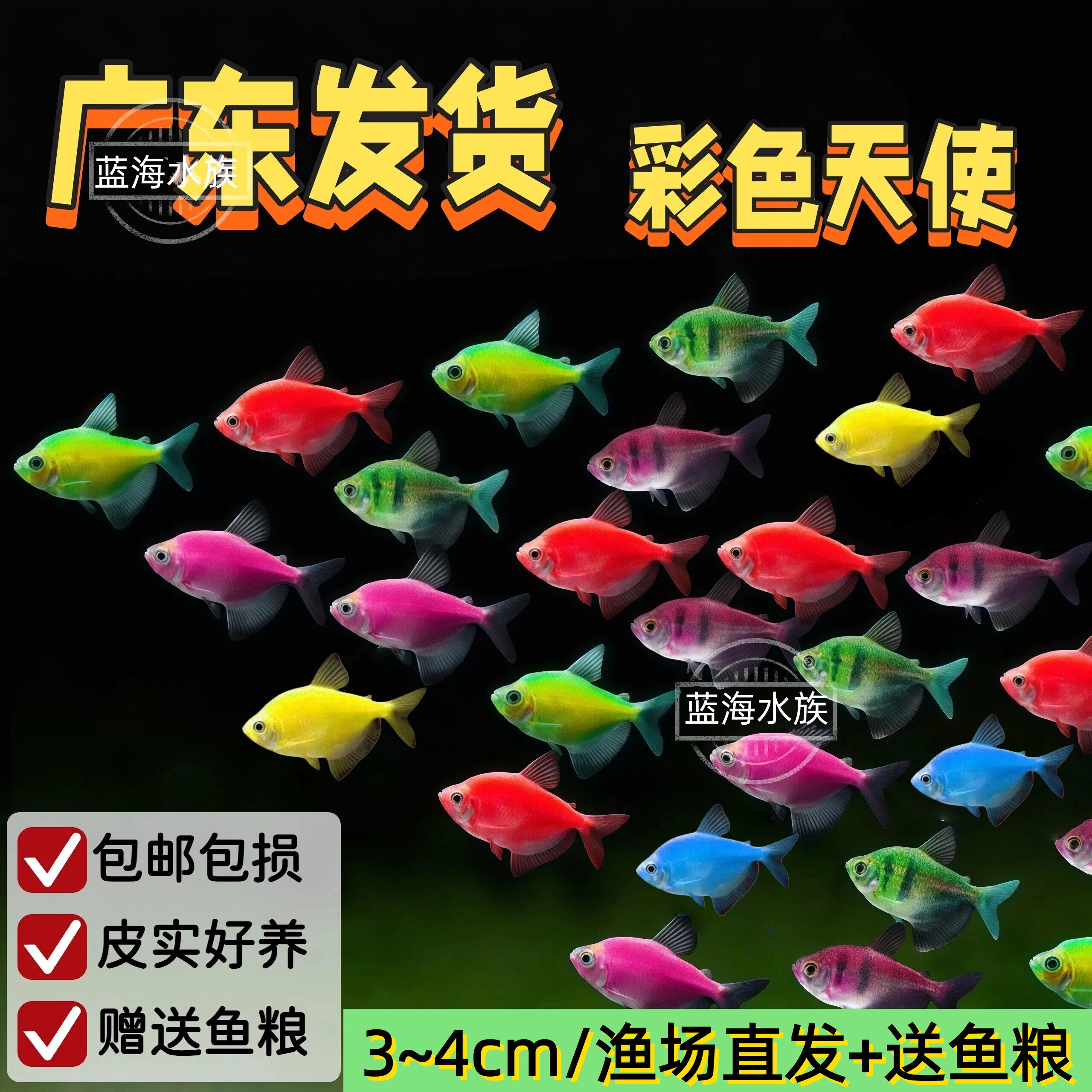 天使鱼观赏鱼活鱼多彩糖果鱼大号