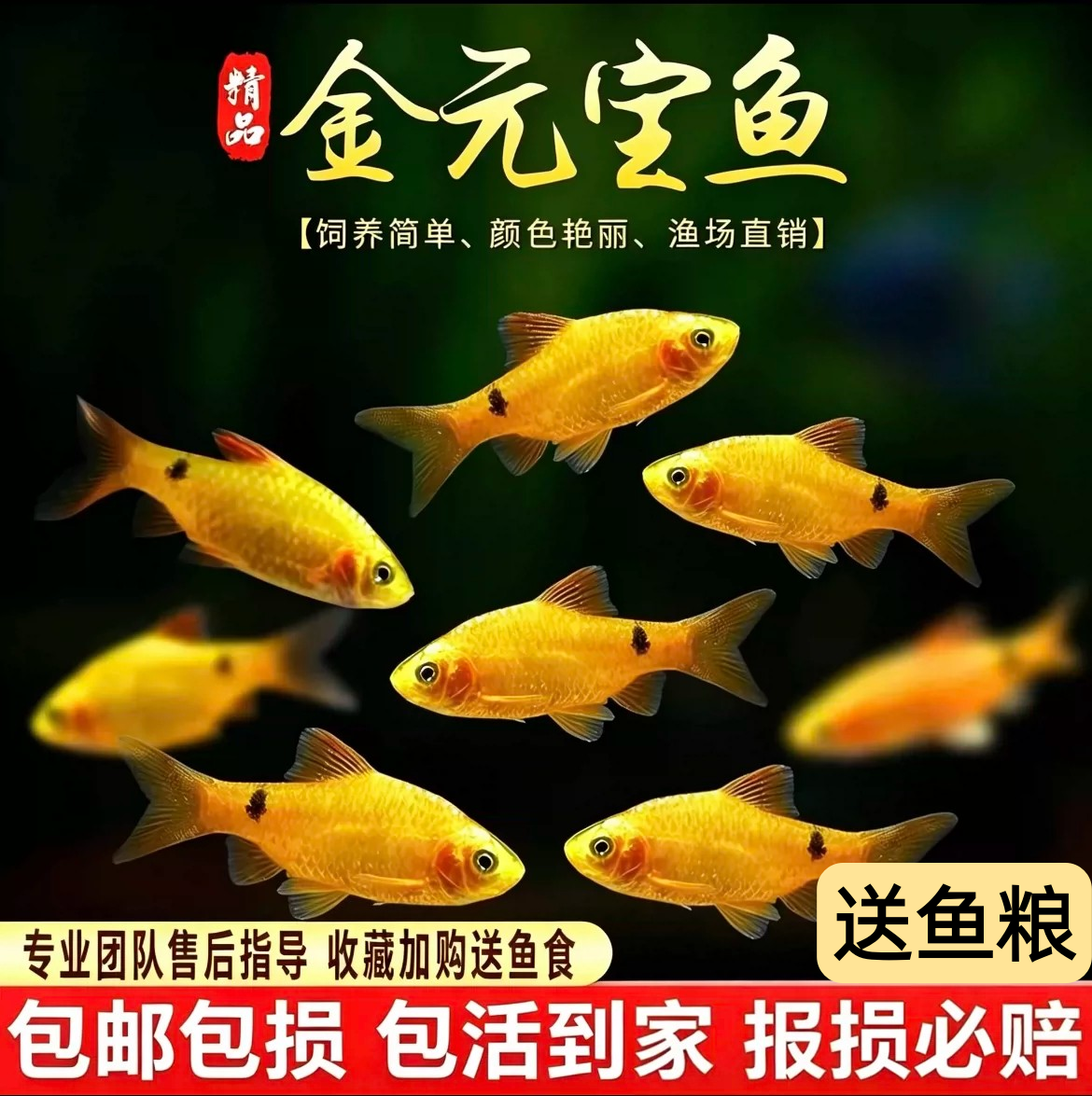 金元宝鱼冷水斑马耐寒观赏风水鱼