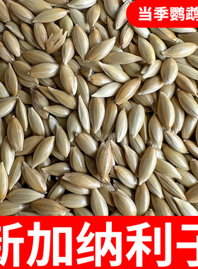 鹦鹉鸟食饲料加纳利子芙蓉鹦鹉