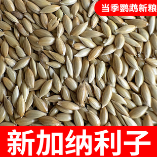 鸟食加纳利子芙蓉鹦鹉草庐籽鸟粮鹦鹉鸟食饲料白尖粟金丝雀籽黄雀