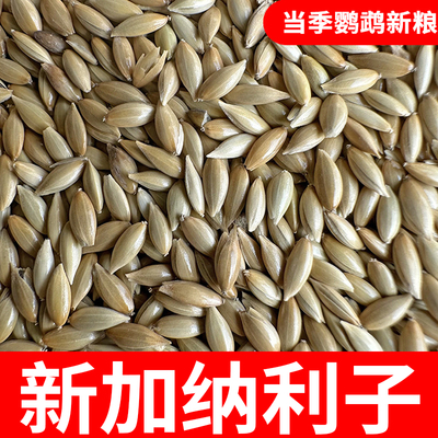 鹦鹉鸟食饲料加纳利子芙蓉鹦鹉