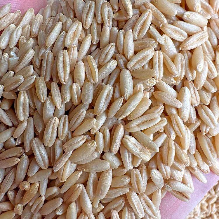 新燕麦米虎皮鹦鹉牡丹玄凤鸟吃鸟食鸟粮雀麦野麦燕麦仁鸽子粮包邮图片