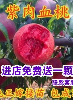 早熟水蜜桃树苗嫁接黄桃树苗树南方北方种植树苗桃树果苗当年结果