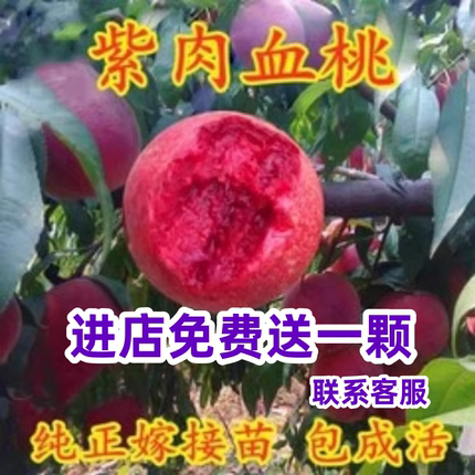 早熟水蜜桃树苗嫁接黄桃树苗树南方北方种植树苗桃树果苗当年结果