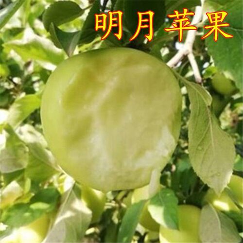 明月苹果树苗嫁接青森水蜜桃南