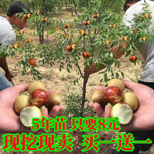 枣树活苗嫁接冬地栽果当年结北方