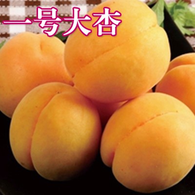 嫁接杏树苗甜特大巨蜜王子果当年