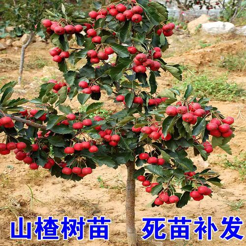 山楂苗南方北种植甜红子盆地栽果