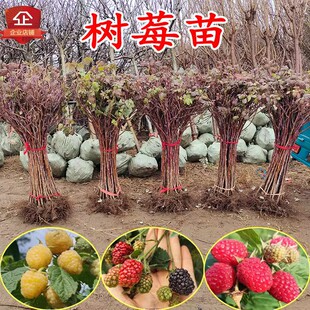 树莓特大树莓苗覆盆子苗黄红树莓苗南方北方盆栽地栽果树果苗种植