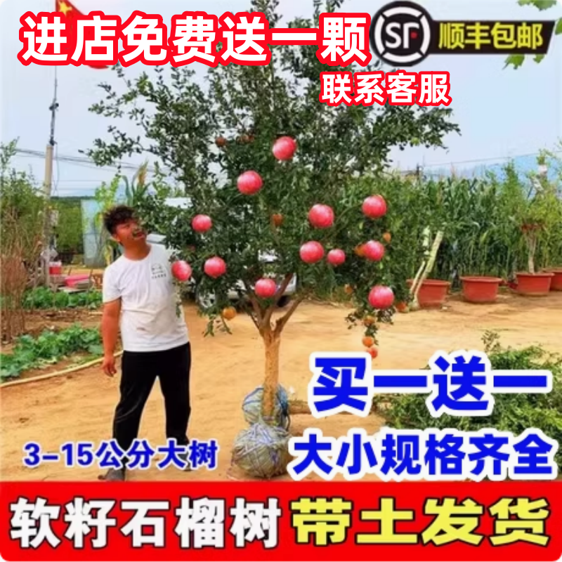 特大石榴树苗突尼斯软籽地栽庭院