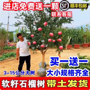 石榴树树苗突尼斯软籽石榴苗盆栽庭院果树特大带土无籽甜石榴树苗