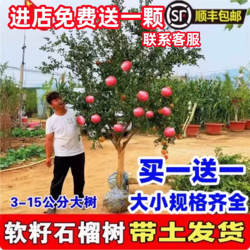 特大石榴树苗突尼斯软籽地栽庭院