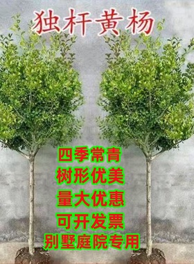 独杆黄杨树苗瓜子黄杨苗绿篱庭院别墅绿化苗耐寒黄杨球型四季常青