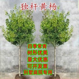 独杆黄杨树苗瓜子黄杨苗绿篱庭院别墅绿化苗耐寒黄杨球型四季常青