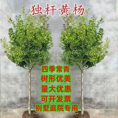 独杆黄杨树苗别墅庭院大型