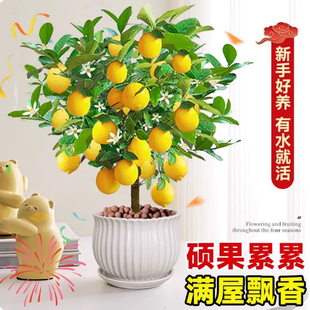 香水柠檬树树苗盆地栽柠檬苗水果树苗南北方室内庭院种植四季结果