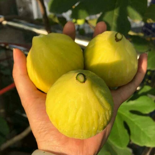 金傲芬无花果树苗耐寒糖心黄皮甜