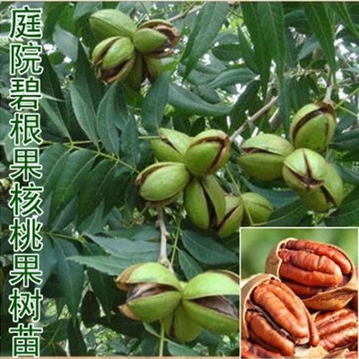 核桃树苗美国碧根果嫁接长寿