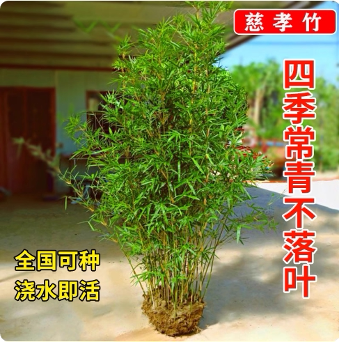 丛生慈孝竹盆栽绿植庭院室