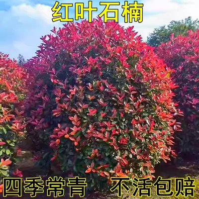 冬青球树苗地栽耐寒植物大