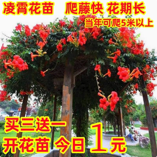 美国凌霄花苗爬藤植物耐寒庭院凌霄花树苗攀援凌霄树苗藤本凌霄苗