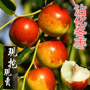 枣苗枣树活苗葫芦枣苗沾化冬枣树苗雪红枣嫁接果树苗南方北方种植