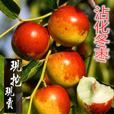 枣苗树葫芦沾化冬雪红嫁接果南方