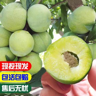 蜂糖李子树苗嫁接特大晚熟脱骨青脆李子果树苗南北方种三华李树苗