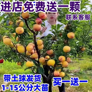 特大李子树苗脱骨三华李子苗果苗蜂糖李子苗盆栽地栽南方北方种植