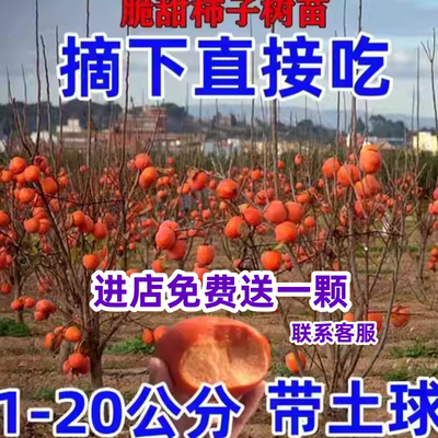 无核脆甜柿子树苗特大带土南方北