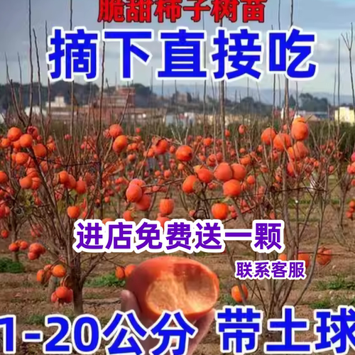 无核脆甜柿子树苗特大带土南方北