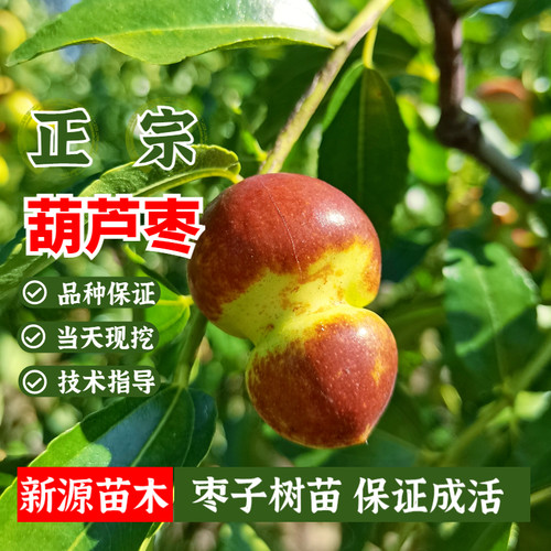 枣树活苗嫁接新品种二代葫芦特大