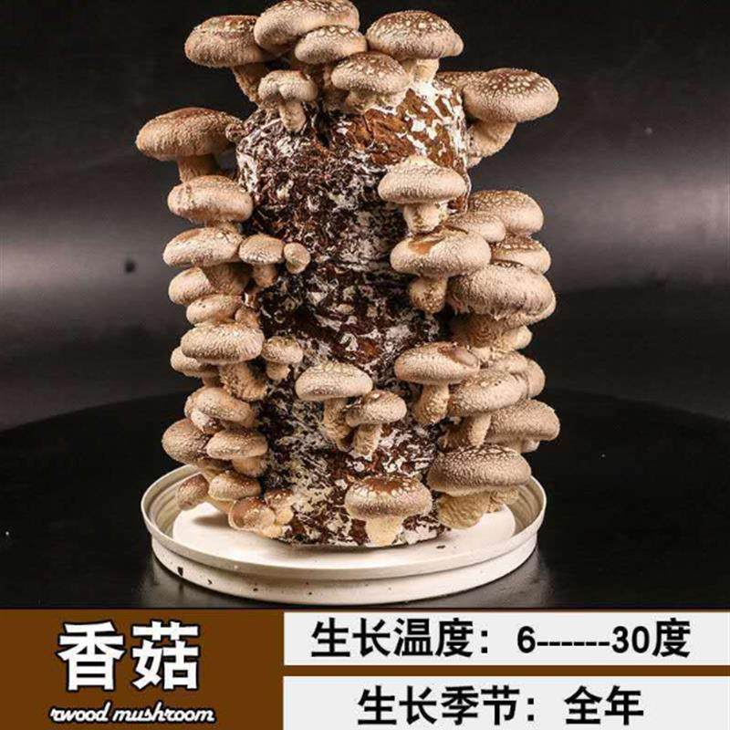 现货速发蘑菇菌包买1发袋装桶装食用菌种平菇家庭台种植物多肉绿