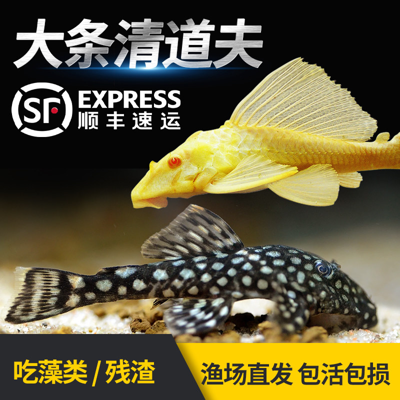 速发清道夫鱼缸清洁苔金工鼠耐赏鱼观活热带冷水吃粪便藻类工具鱼