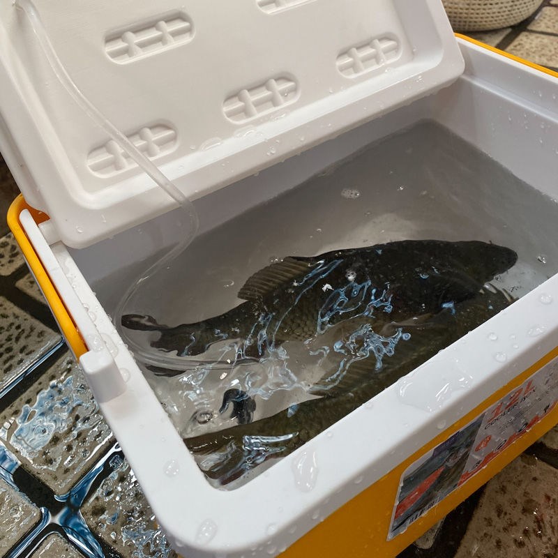 速发钓鱼打氧鱼箱钓箱可坐桶鱼装装鱼箱带充氧小活鱼便携泵鱼桶赵