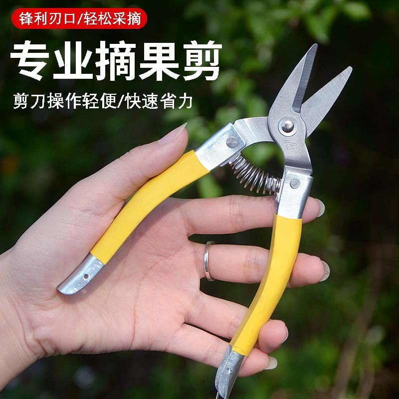 速发不锈钢果剪新款摘果剪采柑桔剪 蔬果剪 中号果剪刀圆头果子剪