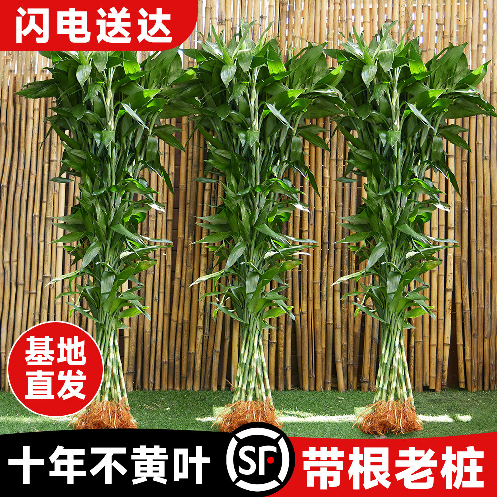 速发富贵竹水培绿物客厅招财水养超大号盆栽节高节粗杆室内好养植