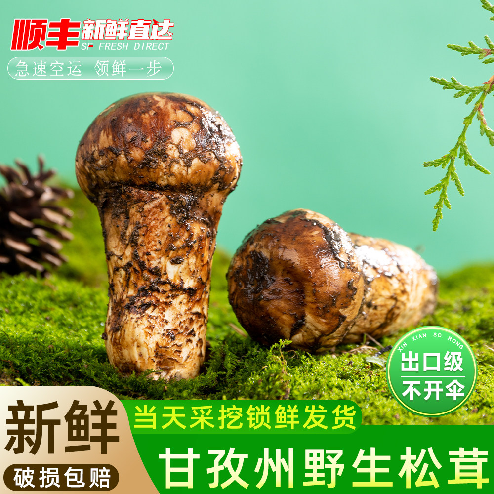 甘孜州特产新鲜松茸野生菌菇
