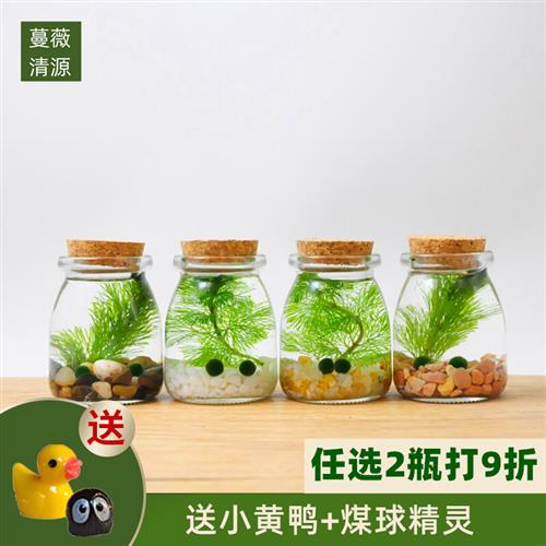 幸福海藻球微景观生态瓶创意迷你植物桌面玻璃瓶水培球藻盆栽礼物