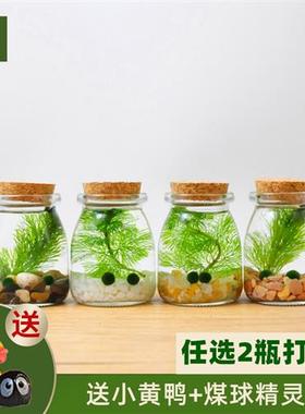 幸福海藻球微景观生态瓶创意迷你植物桌面玻璃瓶水培球藻盆栽礼物