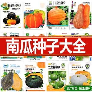 磨盘南瓜种子巨型高产特色香芋健美贝贝蔬菜四季南瓜种子大全