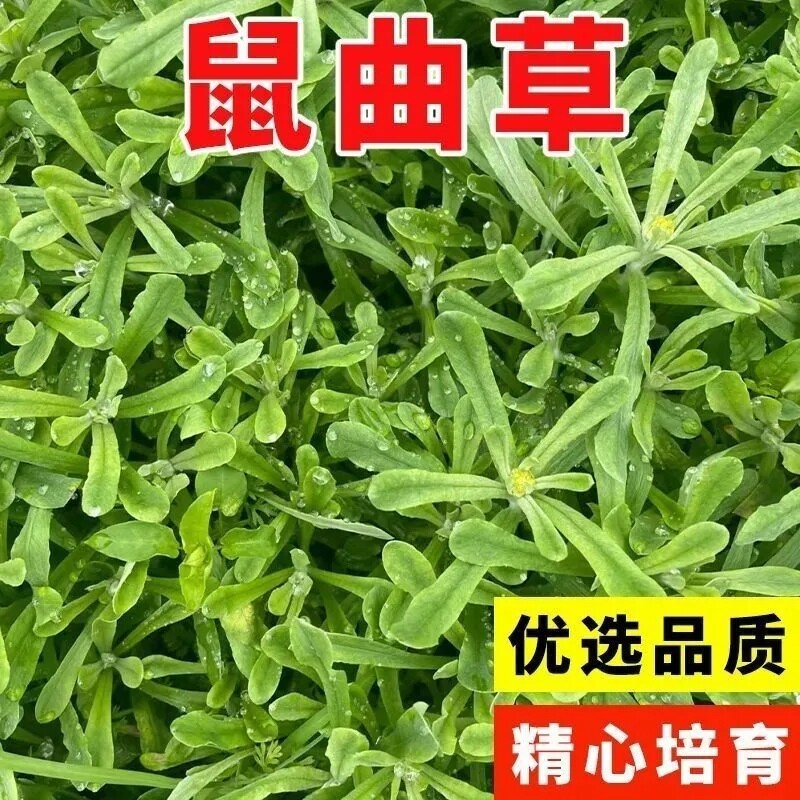 鼠曲草种苗现挖新采鼠曲草种子清明菜苗种子鼠耳草黄花艾做清明果图片