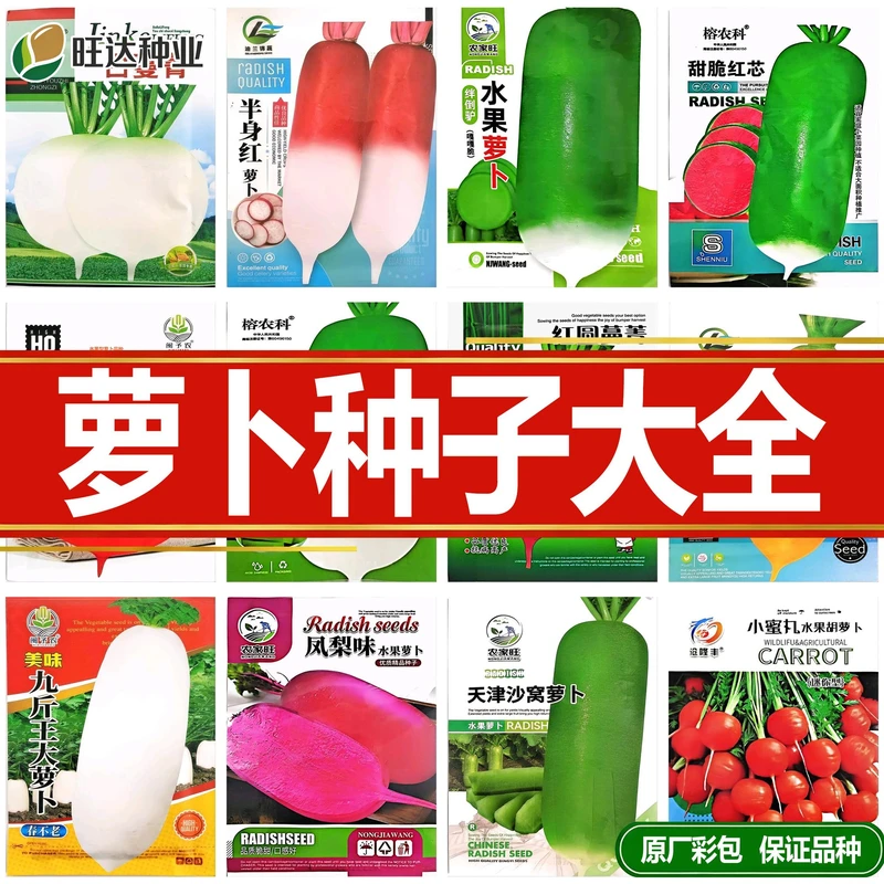 植蔬菜种子白胡萝卜凤梨萝卜种籽图片