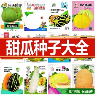 甜瓜种子四季播种香瓜种子羊角蜜白沙蜜种子甜宝庭院蔬菜水果种籽