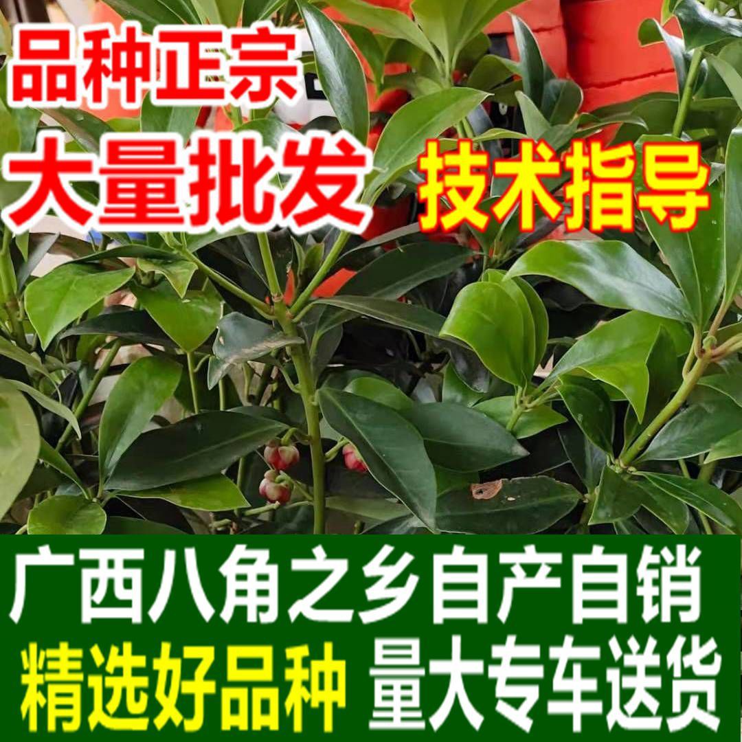 广西八角苗嫁接苗1棵10棵50高产矮化大红罗马东荣八果木苗树b258