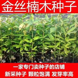 新采正宗金丝楠木树种子四川小叶楠种子细叶金丝楠籽桢楠雅楠种子