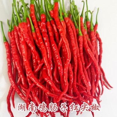 湖南特产正宗红辣椒鸡肠子红尖椒红辣椒红辣椒红辣椒红辣椒