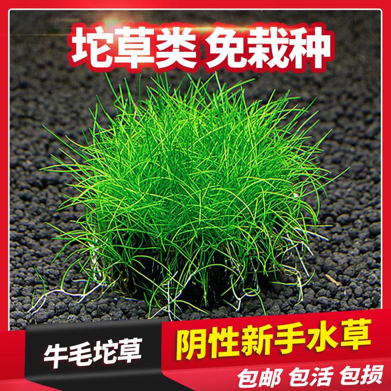 无土养殖懒人前景鱼缸水草造景迷你毡牛毛坨草淡水植物新手免种